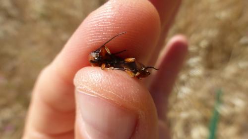 Réf. 261 347 : Euzonitis sexmaculata